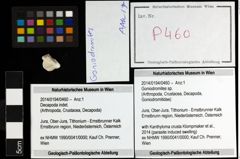 Foto (Objekt + Etiketten) von Goniodromites sp. 